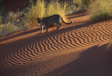 Framed Leopard on sand dunes, Namib-Naukluft Park, Namibia Print