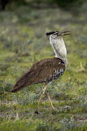 Framed Kori Bustard, Ardeotis kori, Etosha NP, Namibia, Africa. Print