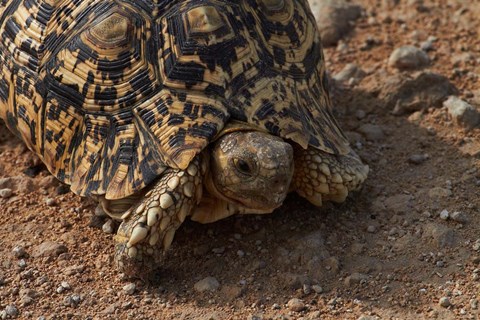 Framed Leopard tortoise, Stigmochelys pardalis, Etosha NP, Namibia, Africa. Print