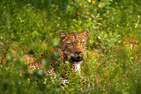 Framed Leopard, Kruger National Park, South Africa Print