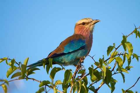 Framed Lilac-breasted Roller, Nxai Pan National Park, Botswana, Africa Print
