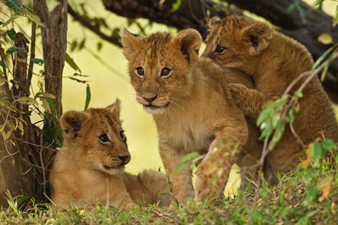 Framed Lion cubs in the bush, Maasai Mara Wildlife Reserve, Kenya Print