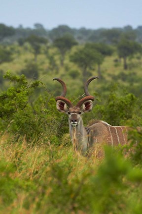 Framed Male greater kudu, Kruger National Park, South Africa Print