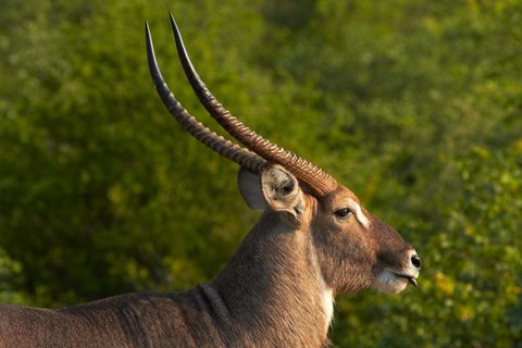 Framed Male waterbuck, Kruger National Park, South Africa Print