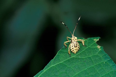 Framed Insect on Green Leaf, Gombe National Park, Tanzania Print