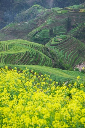 Framed Landscape of Canola and Terraced Rice Paddies, China Print