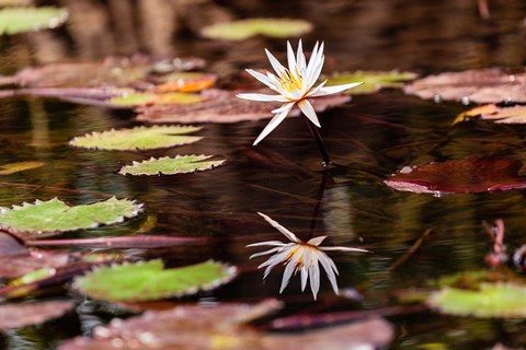 Framed Lily in bloom on the Du River, Monrovia, Liberia Print