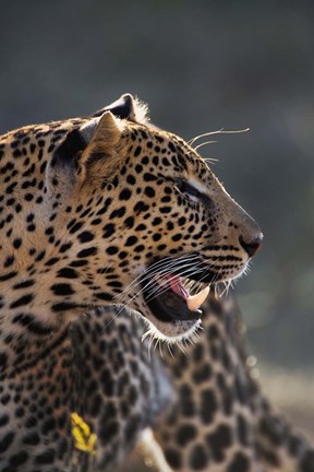 Framed Leopard, Panthera pardus, Samburu Game Reserve, Kenya Print