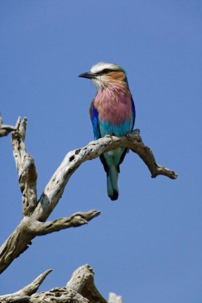 Framed Lilac breasted Roller bird, Masai Mara, Kenya Print