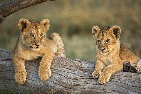 Framed Lion Cubs on Log, Masai Mara, Kenya Print