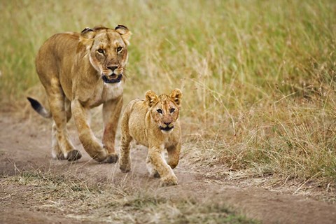 Framed Lioness with her cub in tire tracks, Masai Mara, Kenya Print