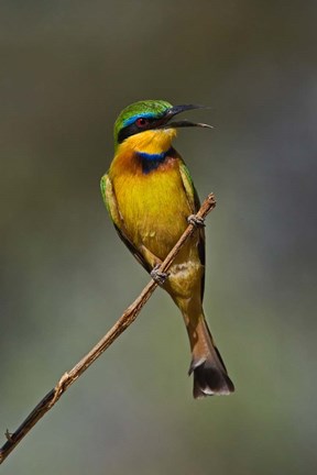 Framed Little Bee Eater, Bird, Samburu Game Reserve, Kenya Print