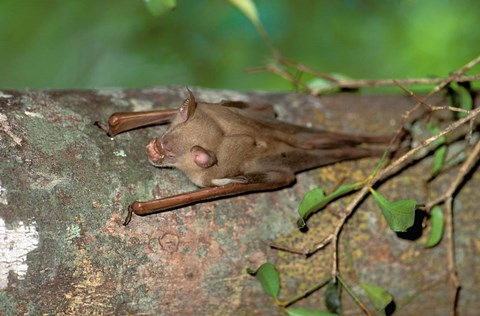 Framed Madagascar, Commerson&#39;s leaf-nosed bat wildlife Print