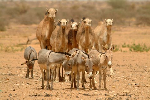 Framed Mauritania, Adrar, Camels and donkeys going to the well Print