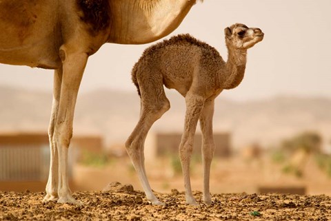 Framed Mauritania, Guelb Jmel, Little dromedary at the well Print