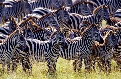 Framed Large herd of Burchell&#39;s Zebras, Masai Mara Game Reserve, Kenya Print