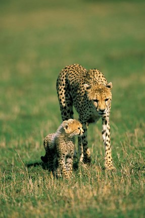 Framed Kenya, Masai Mara Game Reserve, Cheetah with cub Print