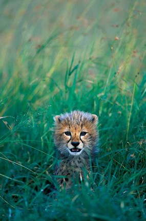 Framed Kenya, Masai Mara GR, Cheetah cub in tall grass Print