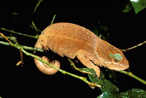 Framed Malagasy Chameleon on Branch, Montagne D&#39;Ambre National Park, Madagascar Print