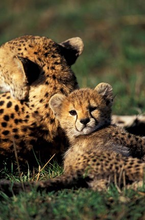 Framed Kenya, Masai Mara Game Reserve. Cheetah cub Print