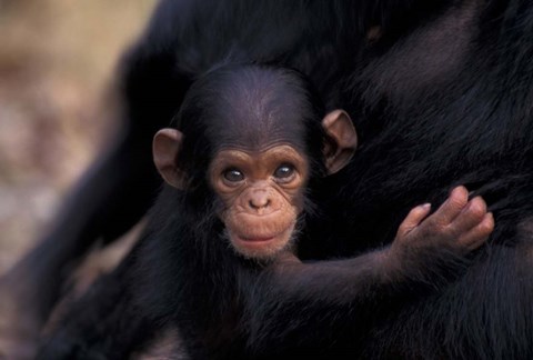 Framed Infant Chimpanzee, Gombe National Park, Tanzania Print