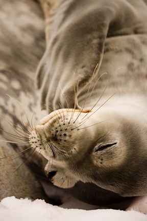 Framed Jougla, Pt., Antarctica. Sleepy Weddell seal. Print