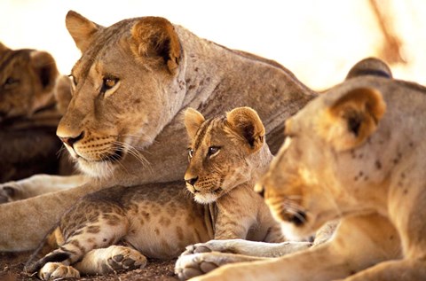 Framed Lion cub among female lions, Samburu National Game Reserve, Kenya Print