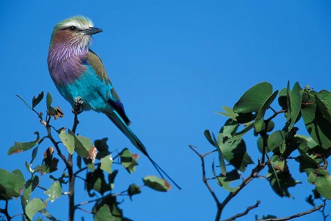Framed Lilac-Breasted Roller in Savuti Marsh, Chobe National Park, Botswana Print