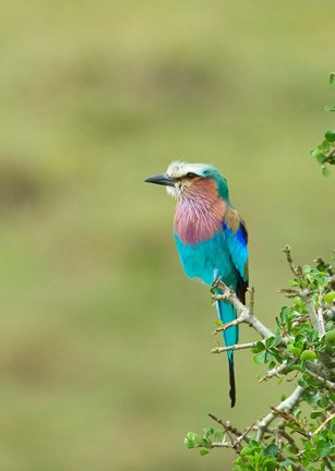 Framed Kenya, Masai Mara. Lilac-breasted roller bird Print