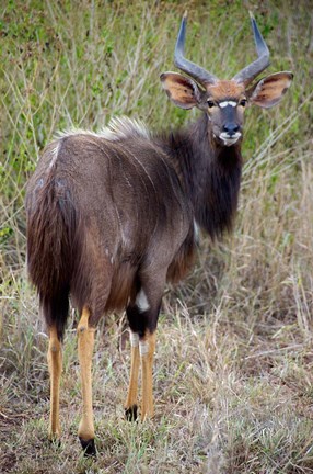 Framed Male Nyala, Zulu Nyala Game Reserve, Kwazulu Natal, South Africa Print