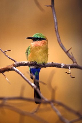 Framed Kenya. Red-throated bee eater bird- Print