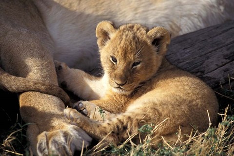 Framed Kenya, Masai Mara. Six week old Lion cub (Panthera leo) Print