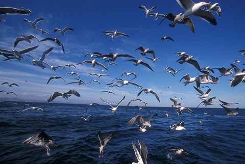 Framed Kelp Gulls, South Africa Print