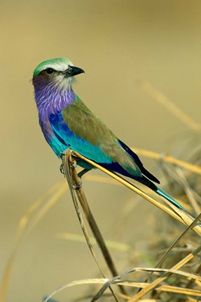 Framed Lilac-Breasted Roller bird, Mana Pools NP, Zimbabwe Print