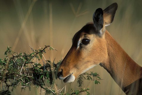 Framed Kenya, Lake Nakuru NP, Impala wildlife Print