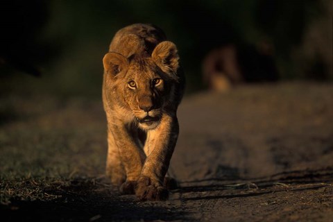 Framed Lion Cub Stalking, Masai Mara Game Reserve, Kenya Print