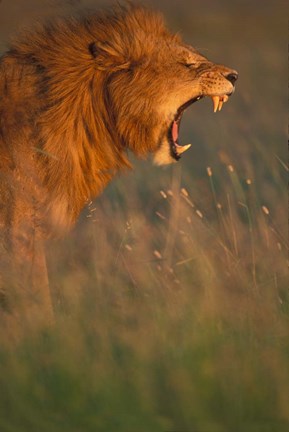 Framed Kenya, Masai Mara Game Reserve, Lion, grass, savana Print