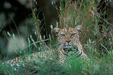 Framed Leopard Resting along Telek River, Masai Mara Game Reserve, Kenya Print