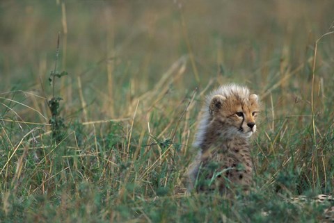 Framed Kenya, Masai Mara Game Reserve, Cheetah, Savanna Print