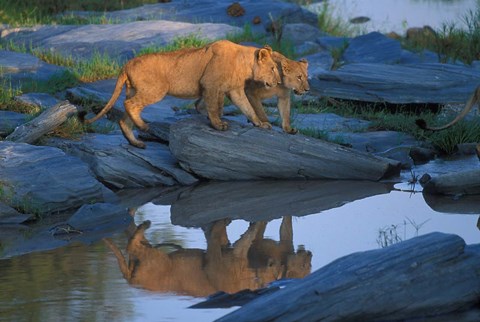 Framed Lion Pride along Rocky Bank, Telek River, Masai Mara Game Reserve, Kenya Print