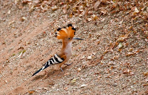 Framed Madagascar. Madagascar Hoopoe, endemic bird Print