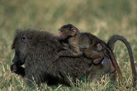 Framed Kenya, Masai Mara Game Reserve, Chacma Baboons wildlife Print
