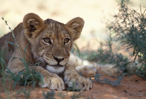 Framed Lion Cub Rests During Heat of Day, Auob River, Kalahari-Gemsbok National Park, South Africa Print