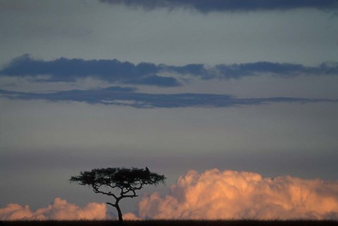 Framed Lone Acacia Tree, Masai Mara Game Reserve, Kenya Print