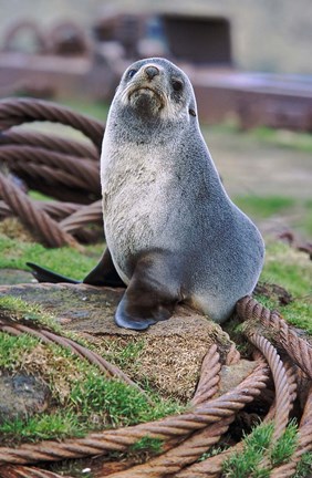Framed Antarctic Fur Seal sitting on ropes, South Georgia, Sub-Antarctica Print