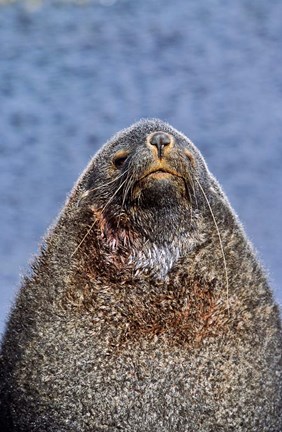 Framed Kerguelen Fur Seal, Antarctic Fur Seal, South Georgia, Sub-Antarctica Print