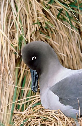 Framed Light-mantled Albatross nesting. South Georgia, Antarctica. Print