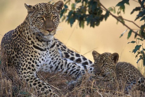 Framed Leopard and Cub Resting, Masai Mara Game Reserve, Kenya Print