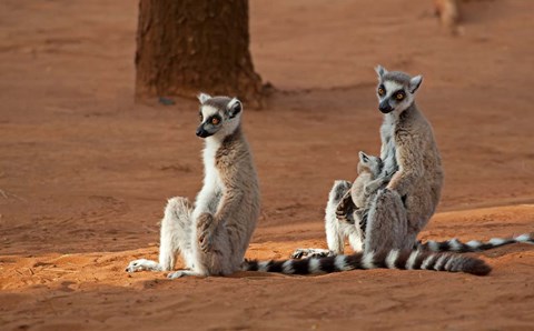 Framed Madagascar, Berenty Reserve. Ring-tailed Lemurs Print