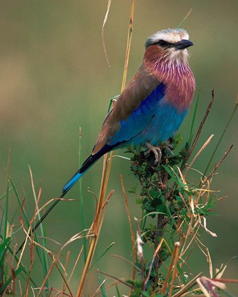 Framed Lilac Breasted Roller, Masai Mara, Kenya Print